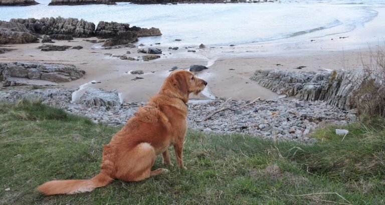 A dog is on the grass staring out across the beach