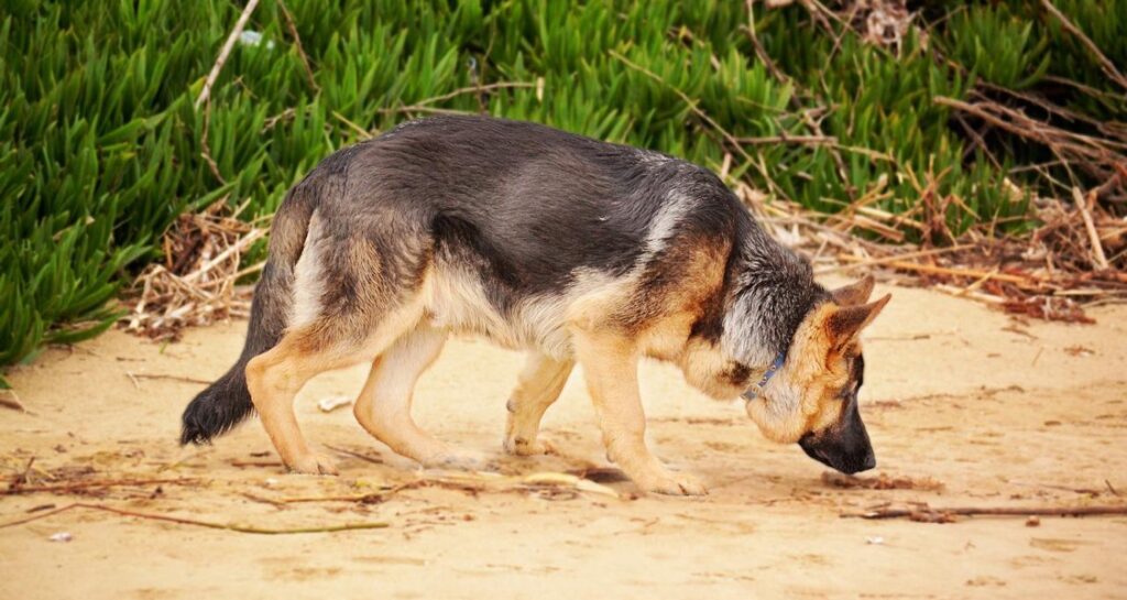 A German shepherd is sniffing the sand on a beach