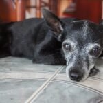 New RVC research helps owners better understand the remaining life expectancy of dogs