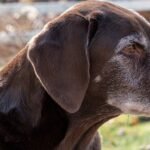Quantifying Cognitive Decline in Dogs Could Help Humans With Alzheimer’s Disease