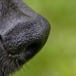 SpotitEarly raises $6.2 million for early detection of cancers based on olfactory abilities of dogs