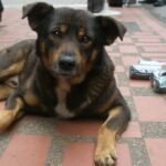 Homeless shelters begin to see value in making room for pets