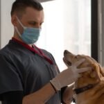 So many pets, not enough vets: U.S. faces veterinarian shortage
