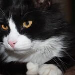 Many animals have white bellies [Ask the Vet]