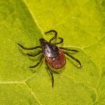 Protecting your pets from tick-borne diseases