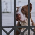 Why it’s important to microchip your pet, what to do if they’re lost or stolen