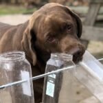 Can Trained Dogs Sniff Out COVID-Positive Travelers?