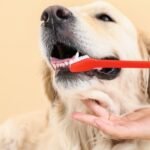 Pet Dental Care Products 101: What Pet Parents Should Know