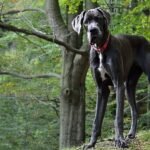 The world’s tallest dog is 7 feet tall on his hind legs: ‘He thinks he’s a lap dog’