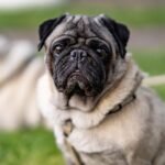 Pugs as pets condemned because of health issues linked to ‘extreme body shape’