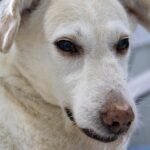 Using Artificial Intelligence to Predict Life-Threatening Bacterial Disease in Dogs