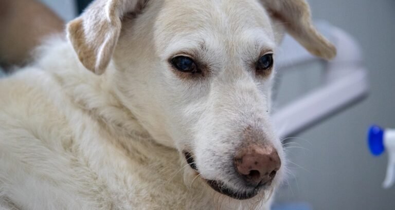 A sick retriever is at the veterinarian for an examination