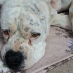 When to See a Veterinarian for a Dog’s Stomach Ache