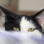 Study finds pet cats can tell names, faces of family members