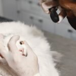 The autistic vet who proved her doubters wrong