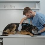 Dr. Maro: Emergency vet visits: When to go to the ER