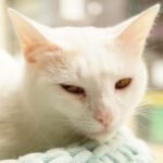 Presumed Transmission of SARS-CoV-2 From a Cat to a Veterinarian