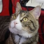 Emotional support pets: experts warn of animal welfare risk