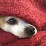 Human-to-Dog Monkeypox, France