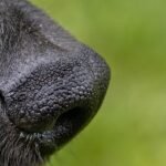 Trained Dogs Are Better at Sniffing Out COVID Than Some Nose Swabs, Study Says