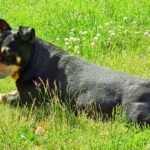 Mosquito-borne disease that can be fatal to your pet is on the rise around our region