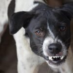 In 2021, Alabama postal workers had 70 incidents with dogs. 10 were in Birmingham.