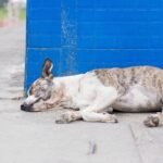 North County’s street veterinarian aids homeless pets and launches clinic with fear-free care