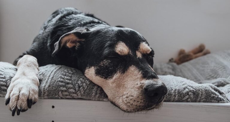 A dog is sleeping on a soft blanket