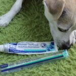 A dog is sniffing a toothpaste tube and toothbrush on a green carpet