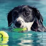 Keep it Cool This Summer: Tips for Taking Dogs Swimming