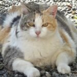 New study examines choline as solution for feline obesity
