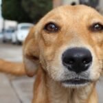 Shelters get creative with dog names to help get pets adopted