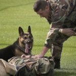 A Doghouse Like No Other: Military Pooches May Soon Get Chemical Weapons Shelters