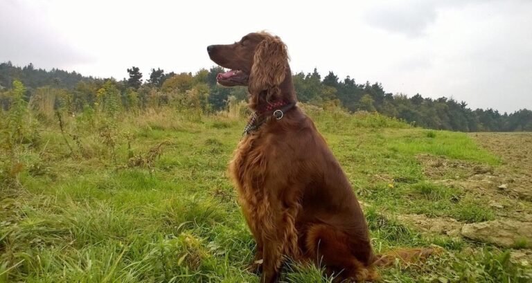 An Irish setter is sitting in the grass