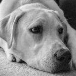 Outbreak of Fatal Disease in Michigan Dogs? What Is It, Is It Real and What Do We Know?