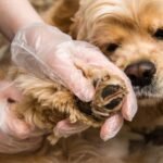 A person is handling a dog's front paw