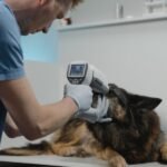 Futile veterinary care is widespread, study finds