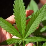 Opinion/Lund: Say no to legalized pot for pets