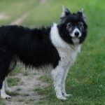 Dogs inhale new immunotherapy to fight lung cancer