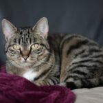 Old challenges and new opportunities in treating feline lymphoma