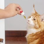 Animal Medicines Australia launches vet medicine disposal campaign