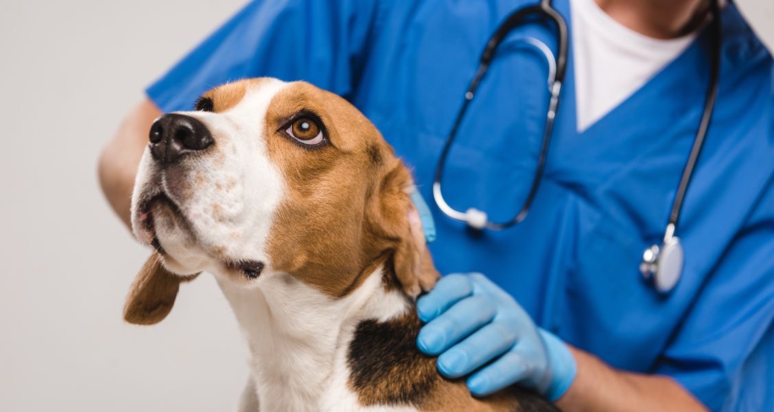 Healthy Pups Why Do Dogs Need First Vet Visits Healthcare For Pets