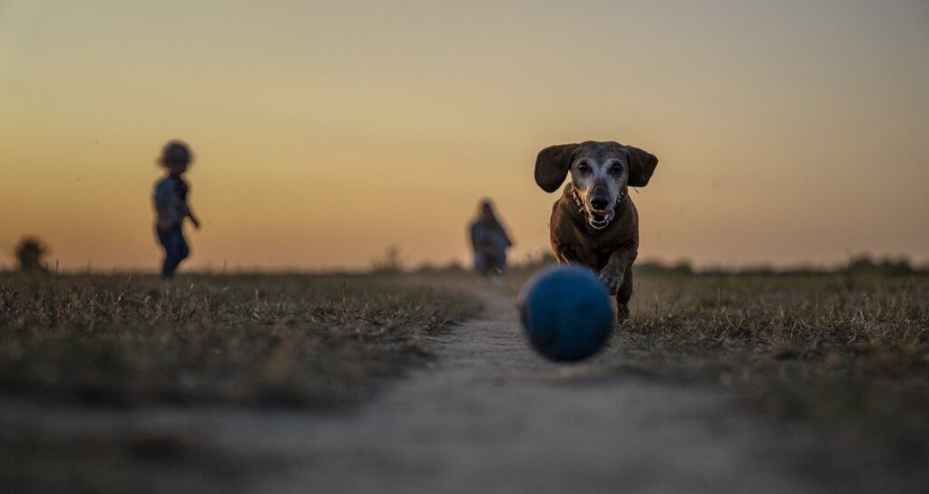 A dog is chasing after a blue ball outside in the park