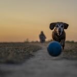 ‘People should be aware’: eggs of tiny infectious worm found in parks in New York and Europe