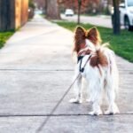 More dogs in a neighborhood could lead to less crime: study