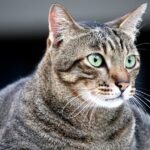 Obese owner was ‘most important factor’ in dog obesity