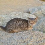 Feral cats pushing critically endangered marsupial further towards extinction