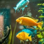 Reasons Why You Should Never Keep Your Fish in a Bowl