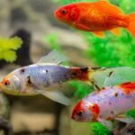 Fin Rot: A Treatment and Prevention Guide