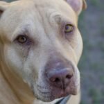 Open Conversation: Veteran says his PTSD service dog saved his life